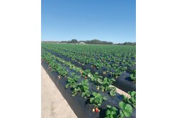well-pict-strawberry-field.jpg
