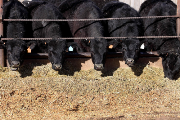 These unconventional feed sources may provide options for drought areas low on feed and as commodity prices remain at historically high levels.