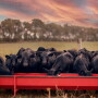 Cattle feeding at a trough.