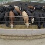 Feedyard losses exceeded $200 per head last week.