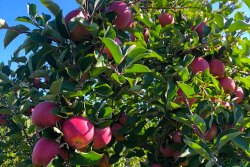 6-EPC-applesontree.jpg