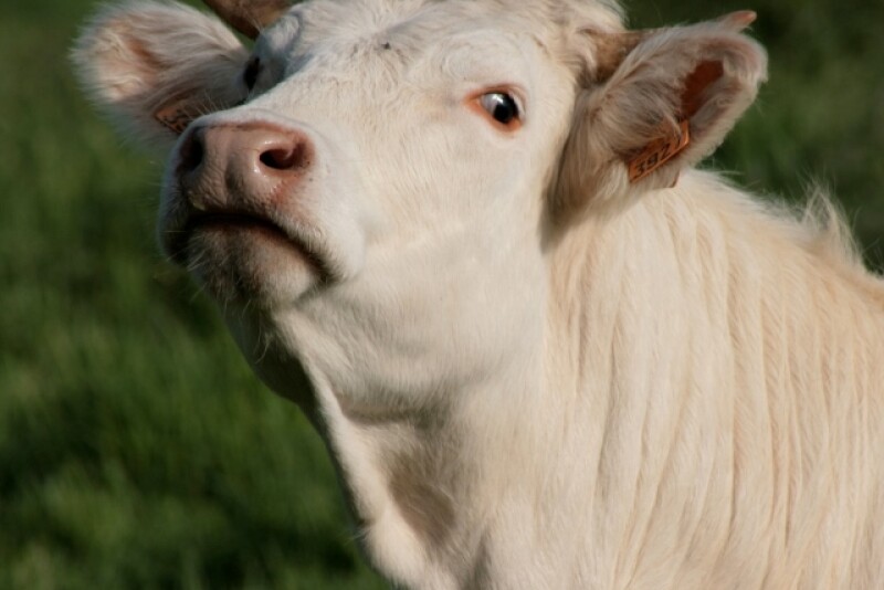 french-cow