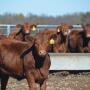 Preconditioning calves.jpg