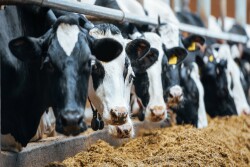 Holstein Cows_Adobe Stock