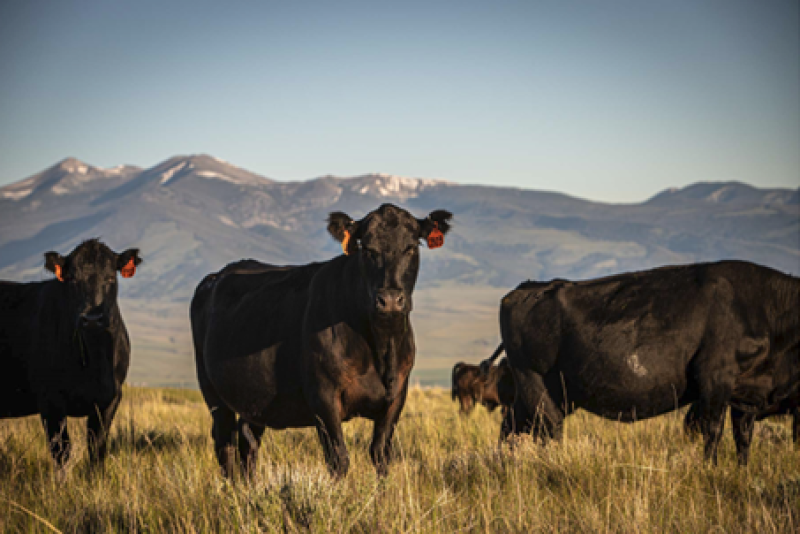 Burnt hollow A.png