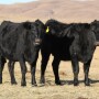 Now is a good time to assess both cow body condition and feed resources and develop a plan to provide adequate nutrition to meet cow needs. 