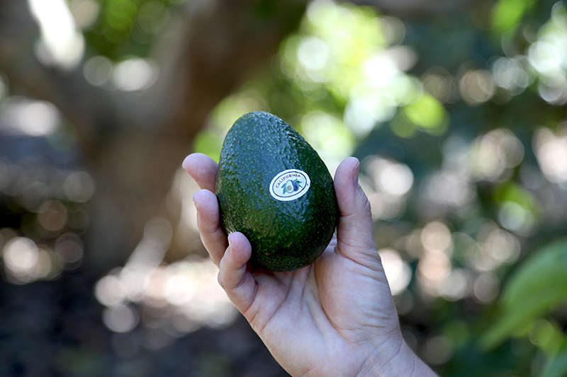 CA Avocado in Hand EDIT CAC.jpg