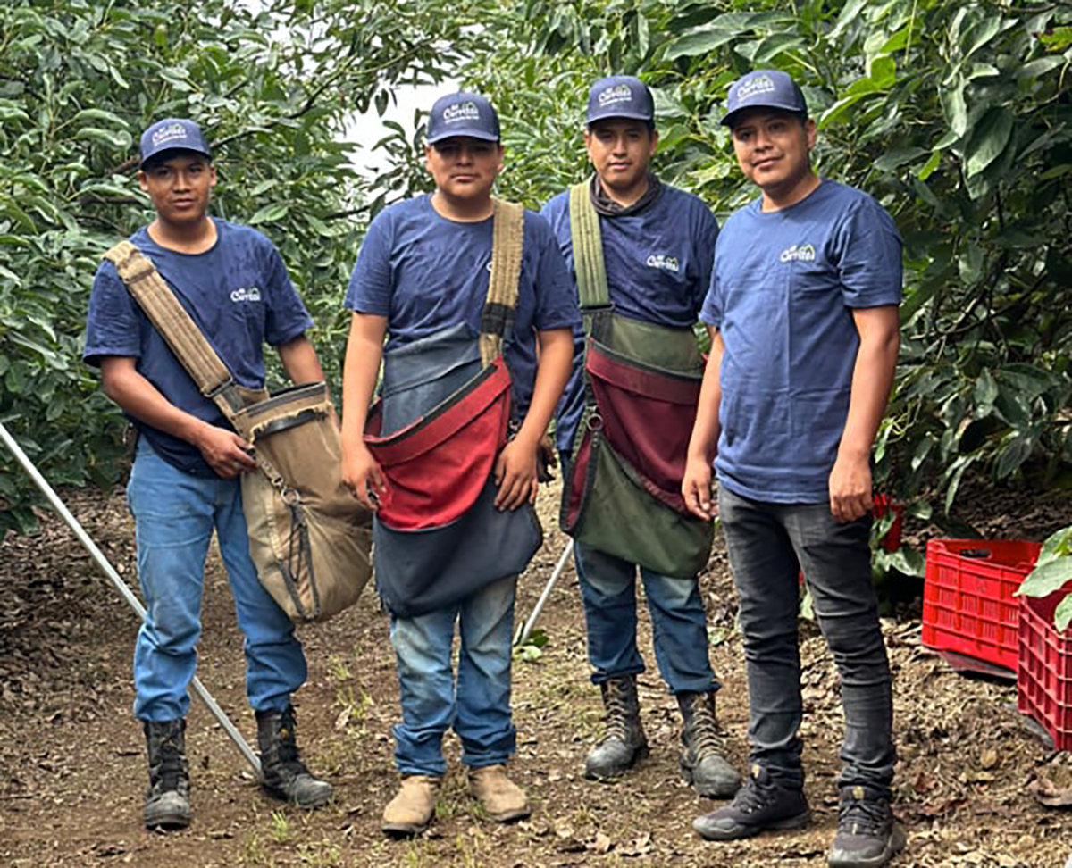 GLC Cerritos Doubles Avocado Shipments as Mexico Smashes Volume Records - Produce Market Guide