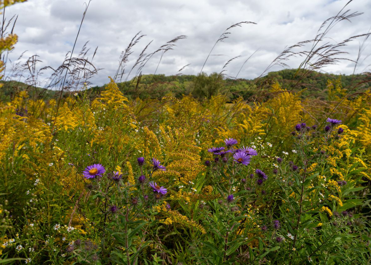 Jonnah Perkins_prarie 2.jpg