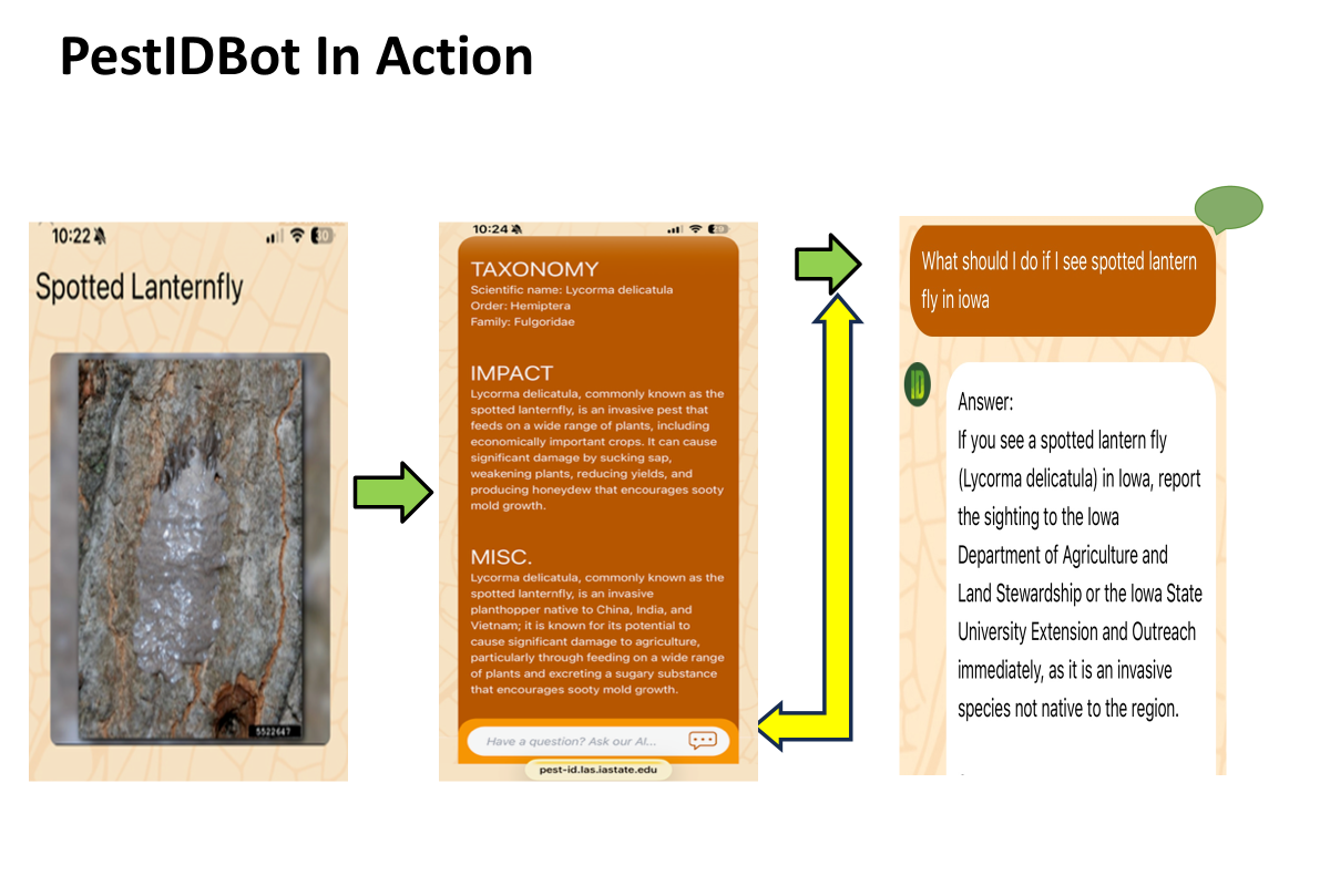 Image of spotted lantern fly egg masses on tree bark is identified in PestIDBot.