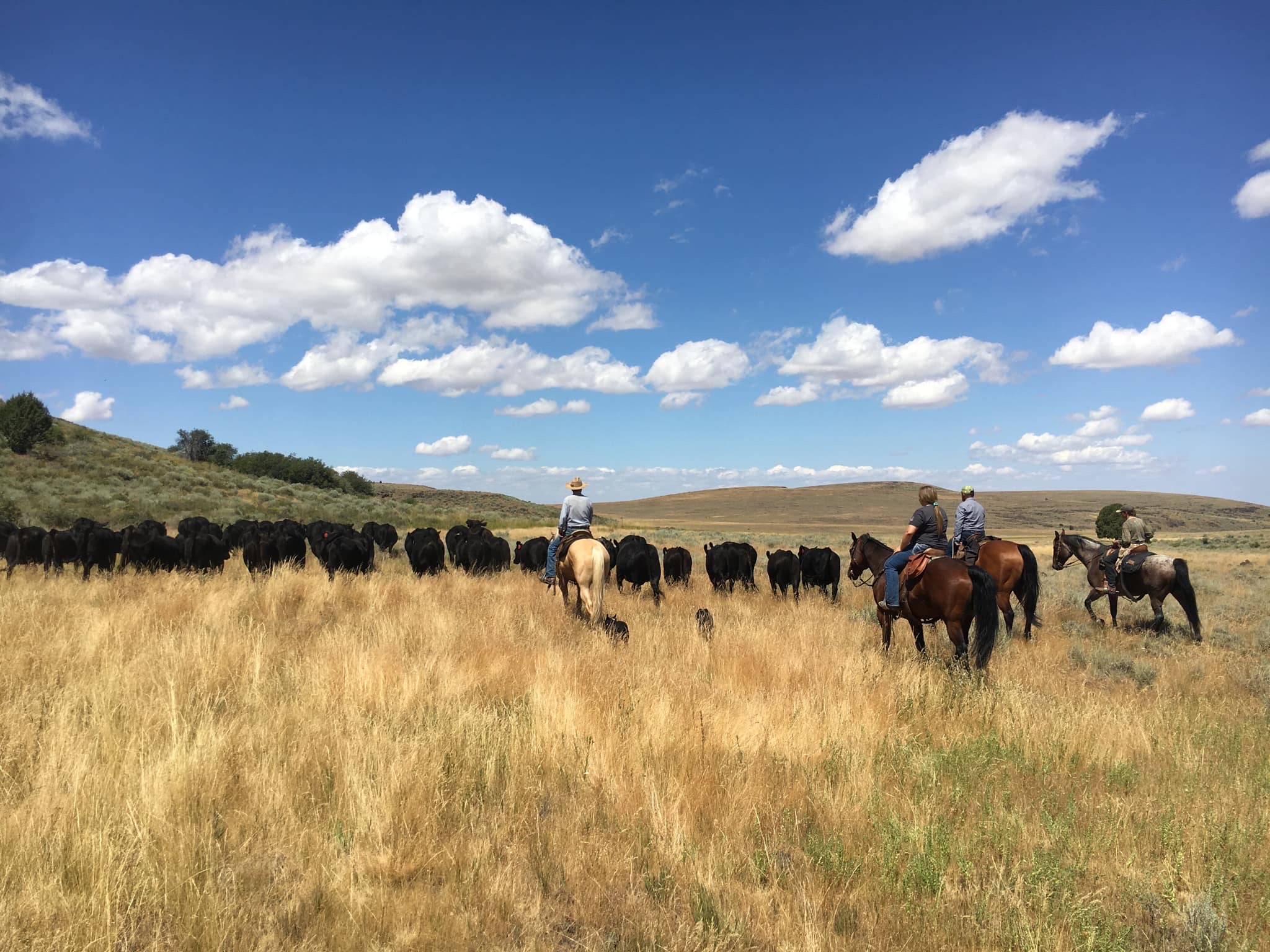 Idaho Rancher's Enthralling 35-Mile Fall Trek Through BLM Land | Drovers