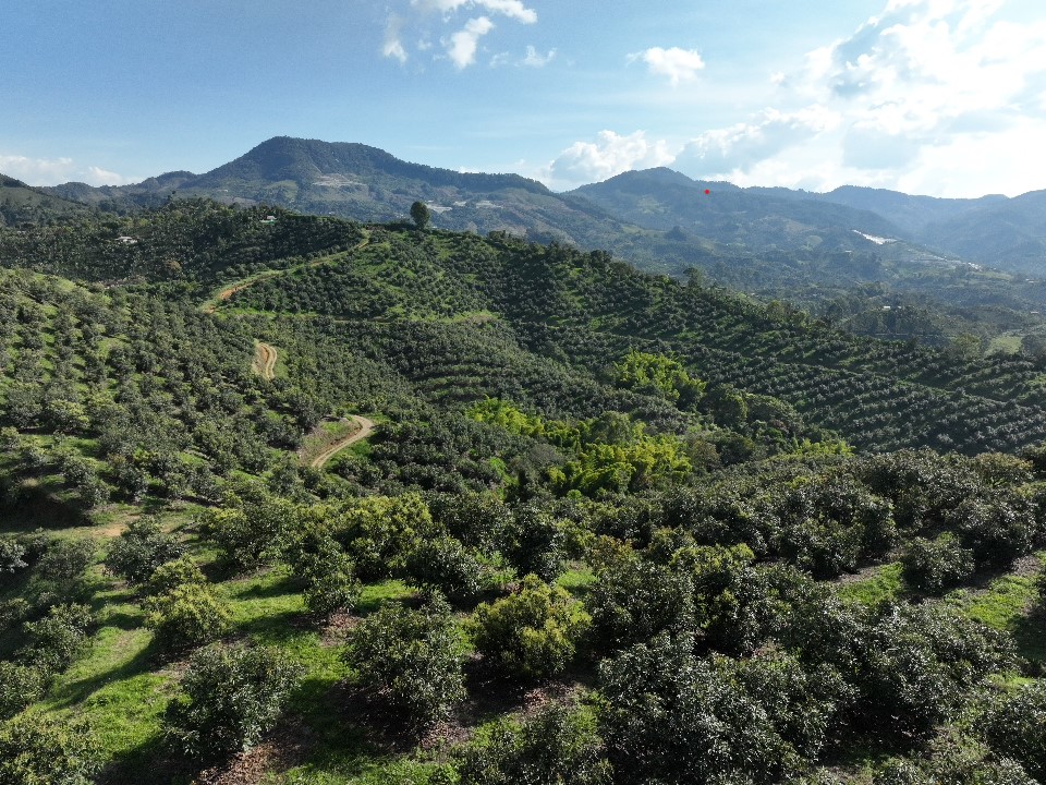 Colombia Avocado Supplies See Sharp Rise