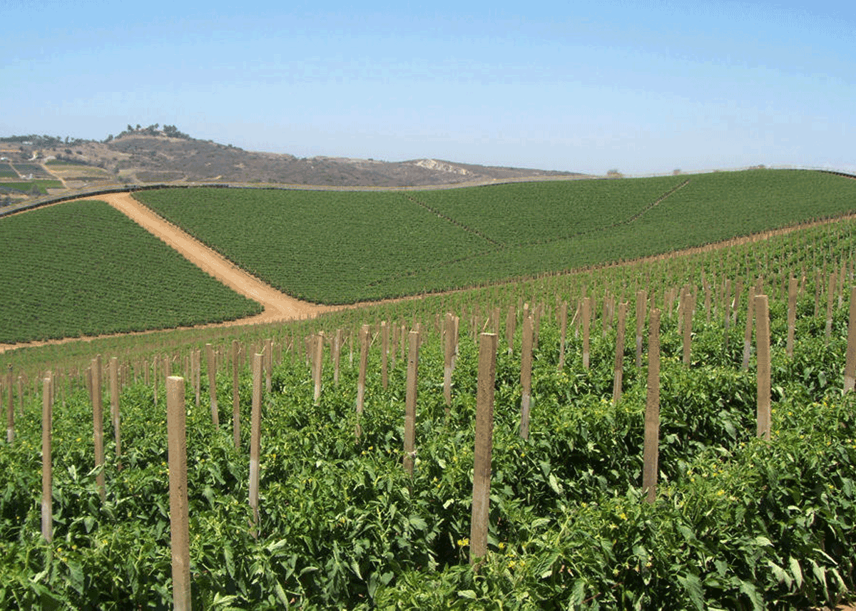 Oppy, Oceanside Pole Tomato Season Offers Consistent Flavor - Produce Market Guide