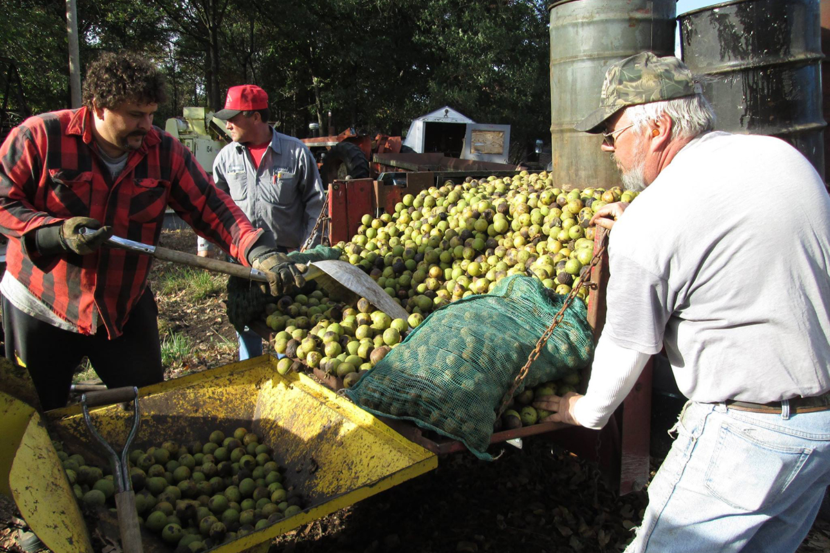 Harvest pic Black Walnuts.jpg