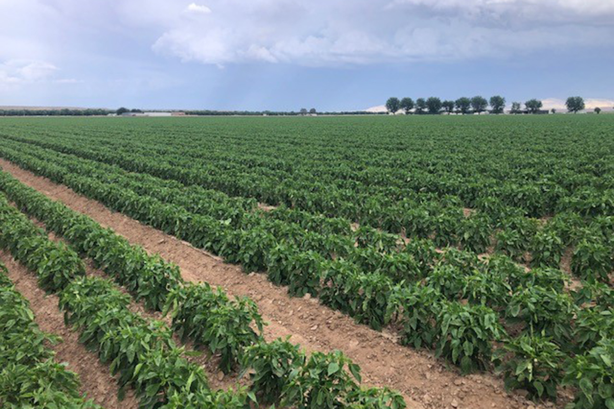 Inside the Relay Race Behind New Mexico’s Onion and Chile Seasons - Produce Market Guide