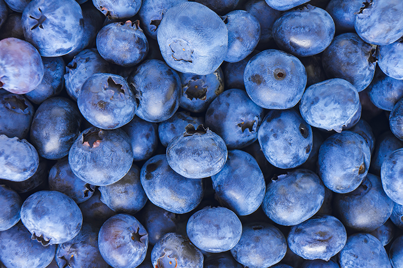 Fresh blueberry background. Texture blueberry berries close up