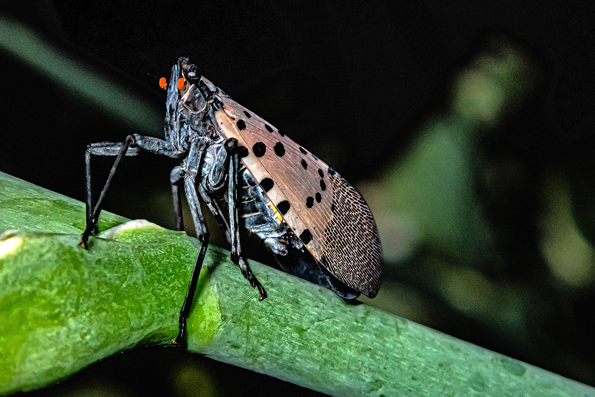 Agronomist in Your Pocket: How AI Is Transforming Global Pest Management - Produce Market Guide